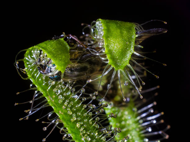 istock beautiful sundew catching fly isolated on black background 814311054