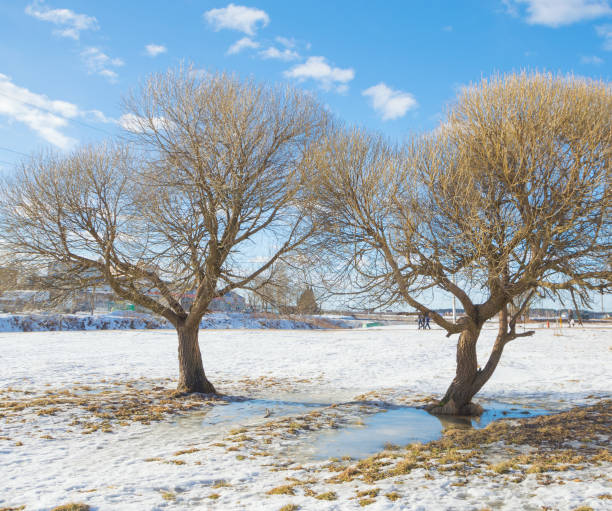 istock tree branches of a willow against the sky 814313378