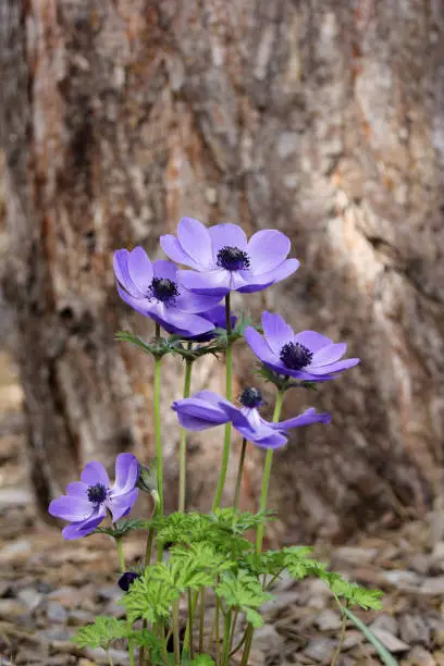 Blue anemone (coronaria or Mr. Fokker) flower under the root of a big tree