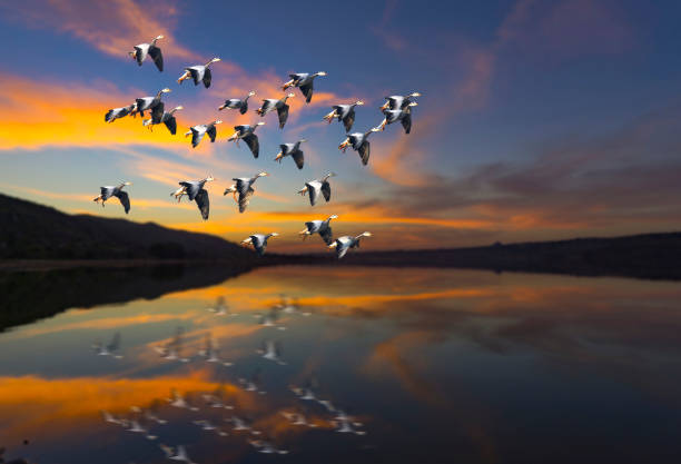 Flock of bird Flying at sunset over a lake stock photo