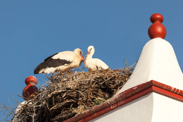 istock Stork couple in nest 814328610