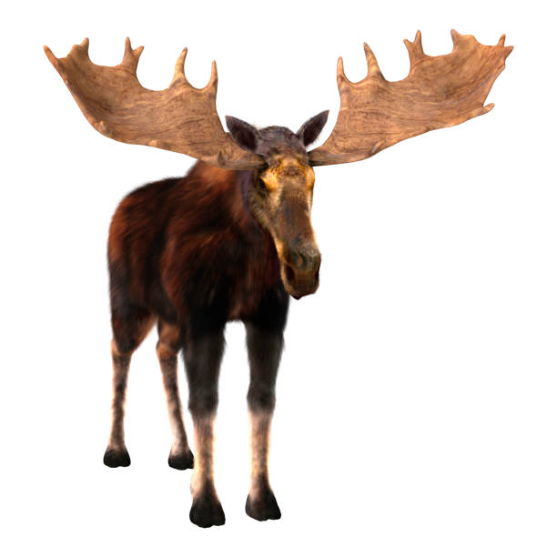 3D Rendering Male Moose on White 3D digital render of a male moose isolated on white background moose stock pictures, royalty-free photos & images