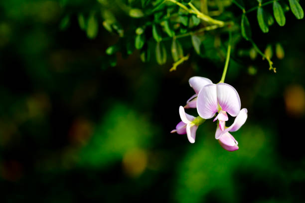 Darling Pea vine plant with pale pink flowers