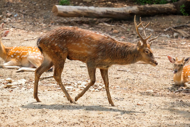 istock Male chital or cheetal deer (Axis axis),in sunlight 814335224