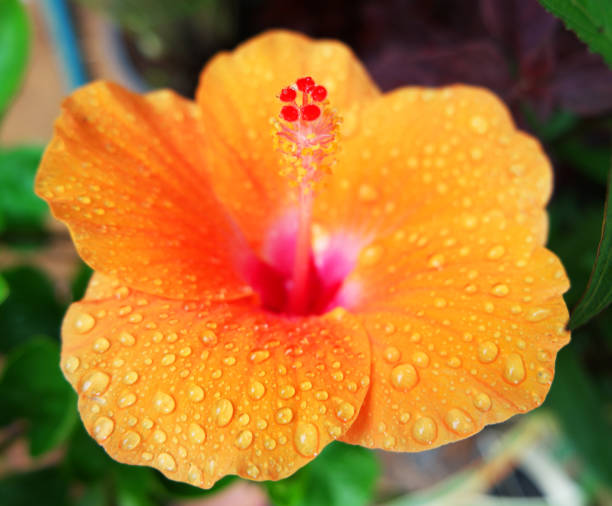 istock Orange Hibiscus Flower covered in rain water droplets 814335738
