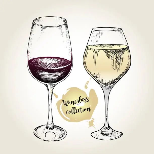 Vector illustration of Vector set of wineglass collection. Engraved vintage style. Standard glasses for white and red wines.
