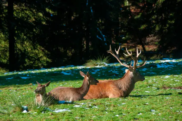 Red deer sits at a wintry morning on a meadow near Baiersbronn in the Black Forest
