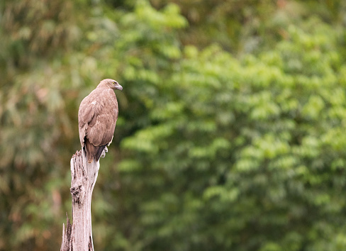 Crane Hawk (Geranospiza caerulescens) - Bird of Prey