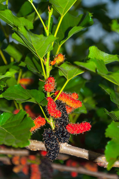 istock Mulberry fruits on tree 814343532