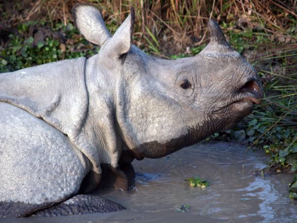 istock Greater one horned rhinoceros bathing in mud 814349728