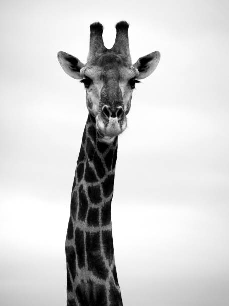 istock Giraffe Kruger National Park, South Africa 814349868