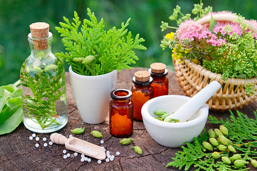 Botellas de glóbulos homeopáticos. Thuja, plátano, infusión sana, mortero y cesta de hierbas. Medicina homeopatía. photo