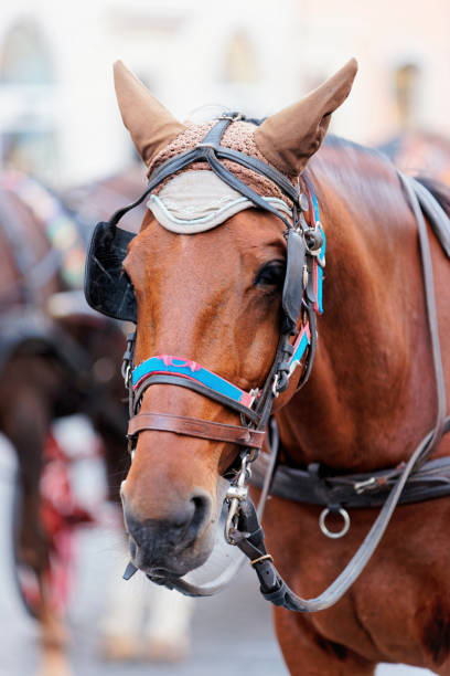 istock Horse in streets of Rome 814357884