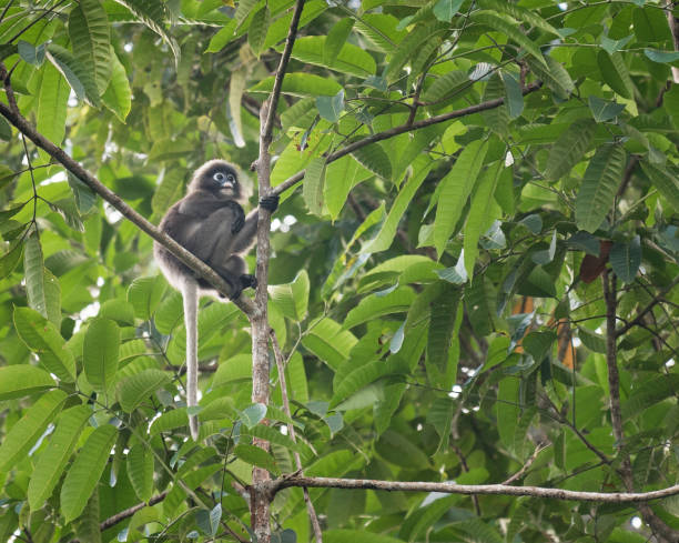 Spectacled Langur Monkey, Khao Sok National Park, Thailand Spectacled Langur Monkey, Khao Sok National Park, Thailand. Nikon D810. Converted from RAW. kao sok national park stock pictures, royalty-free photos & images