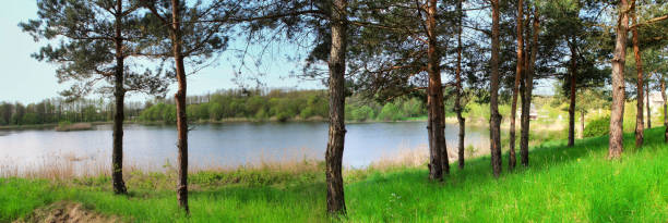 istock Panoramic image of a forest lake in summer. 814371526