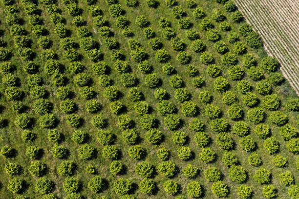 istock aerial view of the orchard 814385228