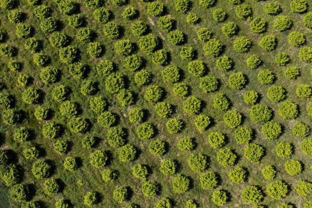 istock aerial view of the orchard 814386980