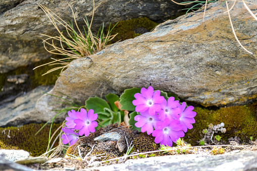 In the heart of the rocks, nature comes back to life.