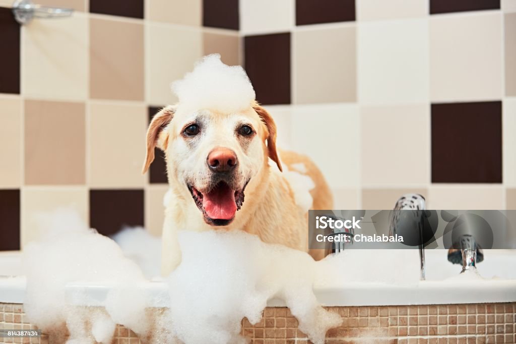 犬たバスルーム - 犬のロイヤリティフリーストックフォト