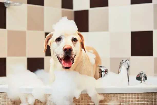Bathing of the yellow labrador retriever. Happiness dog taking a bubble bath.