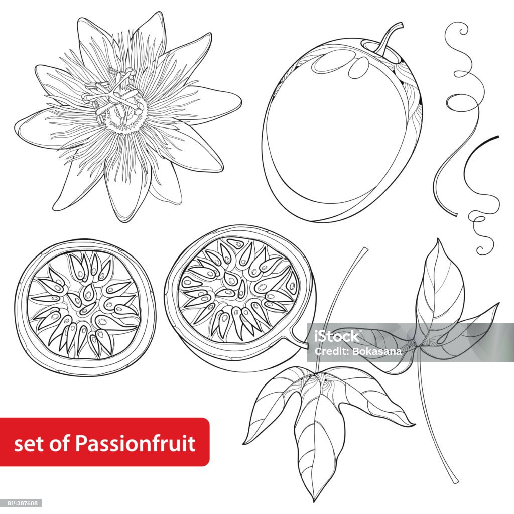 Vector sertie de contour, fruit de la Passion ou maracuja, moitié fruit, feuille et fleur isolé sur fond blanc. - clipart vectoriel de Fruit de la passion libre de droits