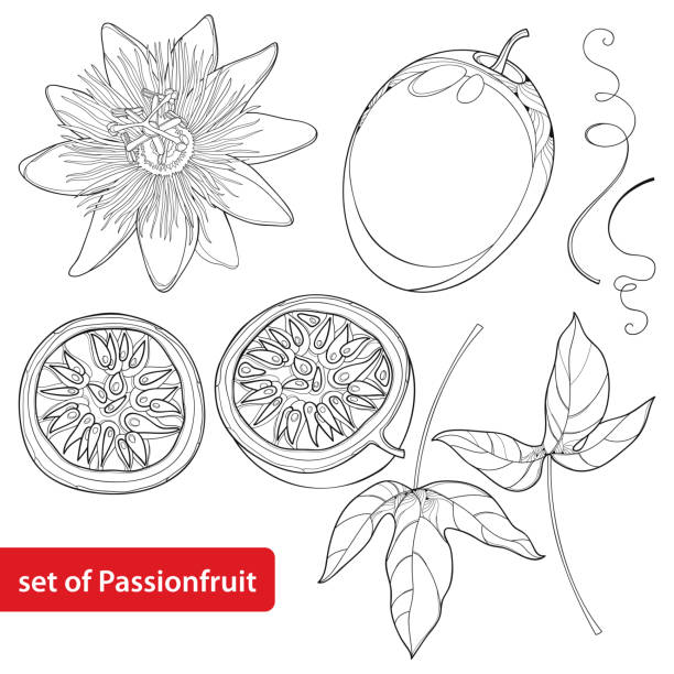 Vector set with outline Passion fruit or Maracuya, half fruit, leaf and flower isolated on white background. Vector set with outline Passion fruit or Maracuya. Half fruit, leaf and flower isolated on white background. Perennial tropical plant in contour style for exotic summer design and coloring book. passion fruit flower stock illustrations