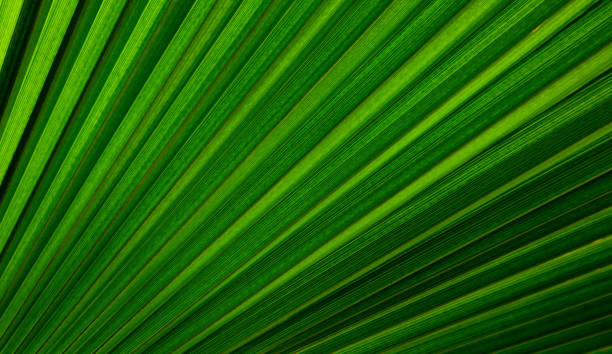 istock Striped Palm tree leaf in sunlight, close up, background. 814391342