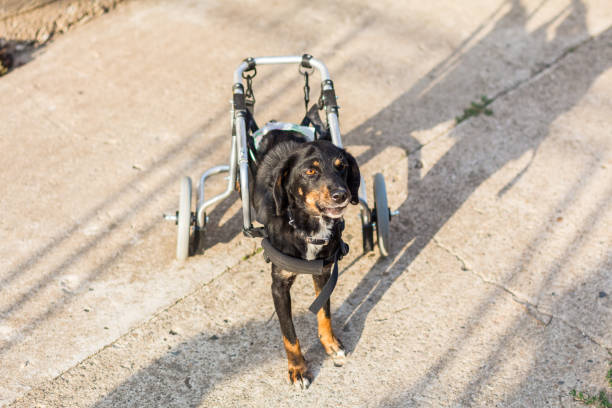 istock Handicapped dog with wheels 814393778