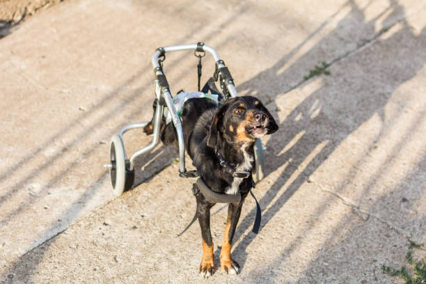 istock Handicapped dog with wheels 814395258