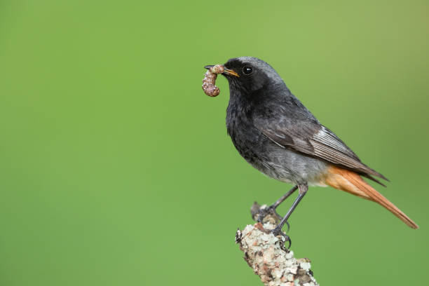 남성 검은 redstart (phoenicurus ochruros) - phoenicurus 뉴스 사진 이미지