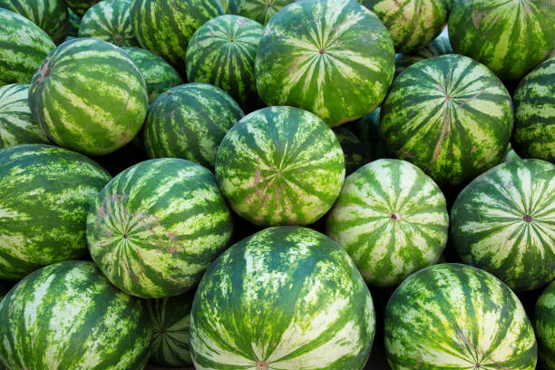 Heap of watermelons. stock photo