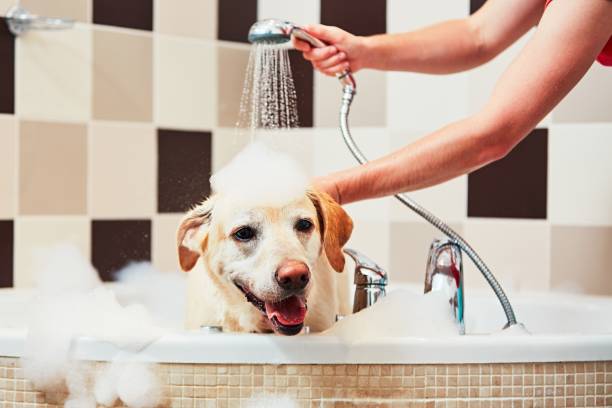 Dog taking a bath Bathing of the yellow labrador retriever. Happiness dog taking a bath. animal groomer stock pictures, royalty-free photos & images