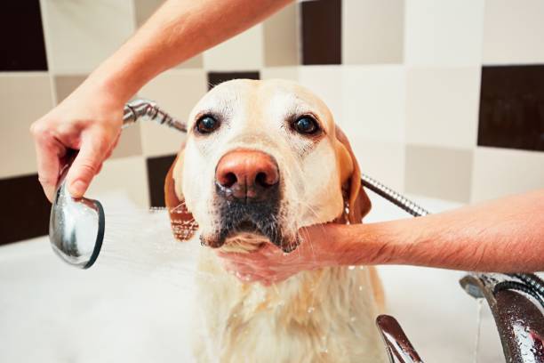 Dog taking a bath Bathing of the yellow labrador retriever. Happiness dog taking a bath. shower men falling water soap sud stock pictures, royalty-free photos & images
