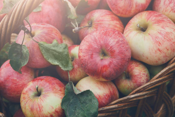 istock Basket with apples harvest on grass in garden, top view 814405460