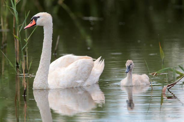 istock Mother swan and cygnet 814405478
