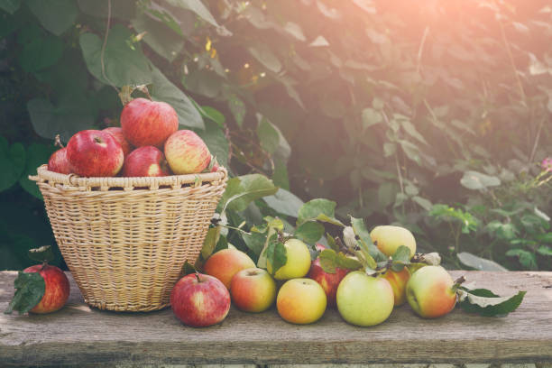 istock Baskets with apples harvest in fall garden 814405514