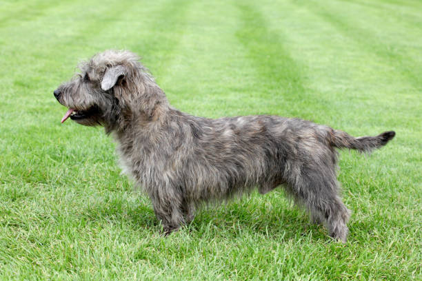 Irish Glen of Imaal Terrier Typical Irish Glen of Imaal Terrier on the green grass terrier stock pictures, royalty-free photos & images