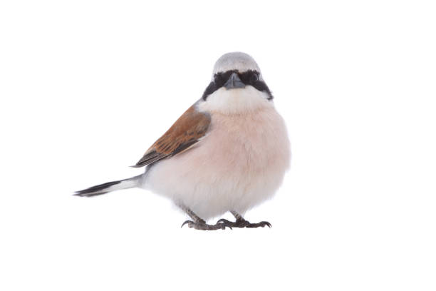 Red-backed Shrike (Lanius collurio) Red-backed Shrike (Lanius collurio) isolated on a white background in studio shot lanius schach stock pictures, royalty-free photos & images