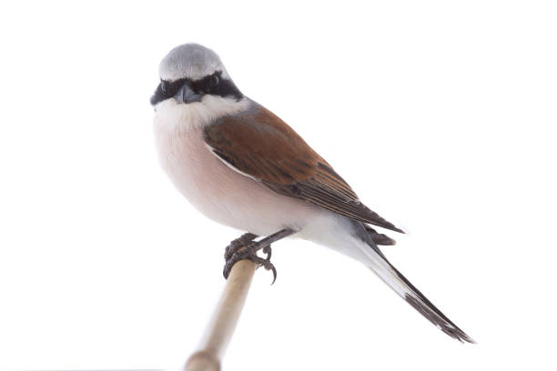Red-backed Shrike (Lanius collurio) Red-backed Shrike (Lanius collurio) isolated on a white background in studio shot lanius schach stock pictures, royalty-free photos & images