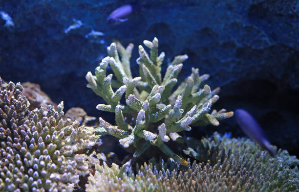 istock Corals in aquarium tank. 814407986