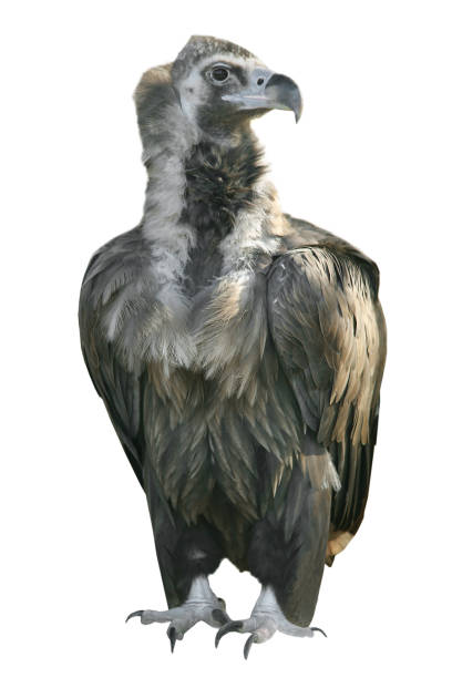 istock cinereous vulture 814408260