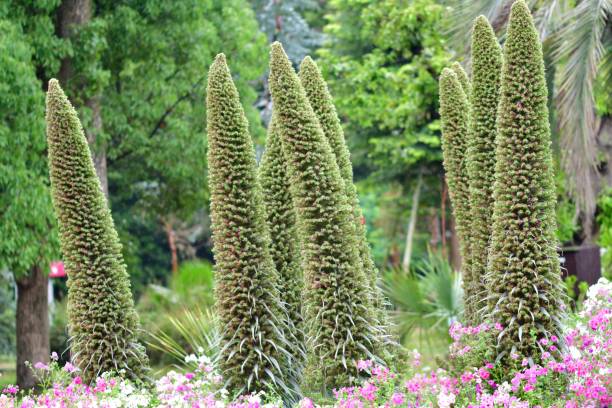 istock Tower of Jewels / Echinum wildpretti 814408470