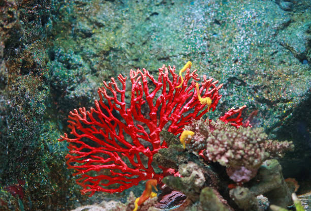 istock Corals in aquarium tank. 814408528