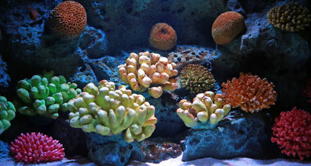 istock Corals in aquarium tank. 814409370