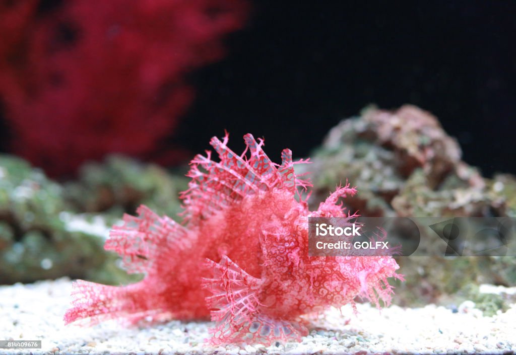 Weedy Scorpionfish (Rhinopias frondosa), animal life in the underwater. Animals Hunting Stock Photo