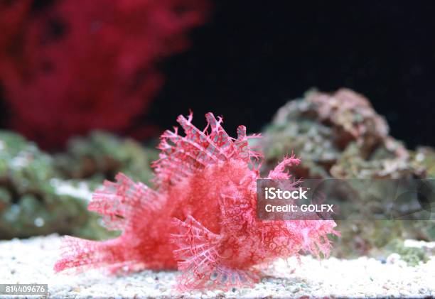 Weedy Scorpionfish Animal Life In The Underwater Stock Photo - Download Image Now