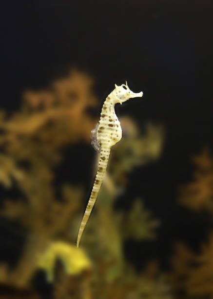 istock seahorse (Hippocampus) swimming. 814413796