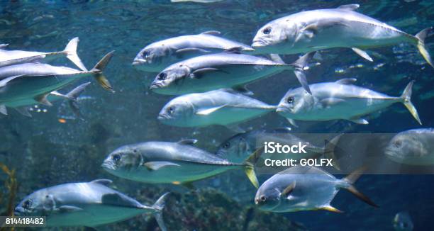Tuna Fishes Swimming In The Aquarium Stock Photo - Download Image Now - Bluefin Tuna, Tonnara, Albacore Tuna