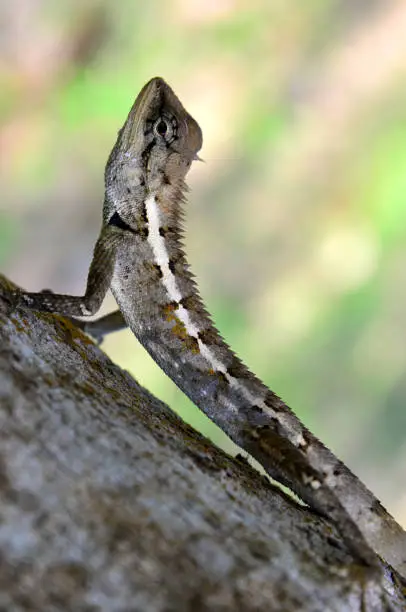 Photo of Small lizard is on the sun  in  jungle, Thailand