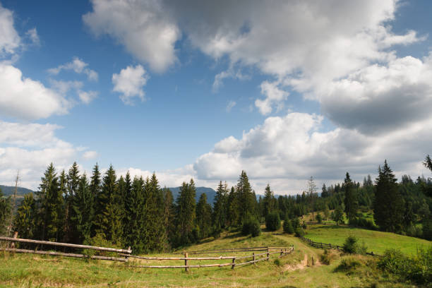 istock Summer country landscape background. A pathway to forest. 814420728